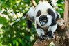 Africa, Madagascar, Lake Ampitabe, Akanin'ny nofy Reserve A black-and-white ruffed lemur is curious and watching everything Poster Print by Ellen Goff (24 x 18) # AF24EGO0230