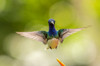Costa Rica, Sarapique River Valley Male white-necked jacobin flying Credit as: Cathy & Gordon Illg / Jaynes Gallery Poster Print by Jaynes Gallery (24 x 18) # SA22BJY0258
