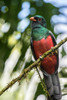 Costa Rica, La Selva Biological Station Slaty-tailed trogon on limb Credit as: Cathy & Gordon Illg / Jaynes Gallery Poster Print by Jaynes Gallery (18 x 24) # SA22BJY0262