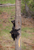 USA, Wyoming, Yellowstone National Park Three black bear cubs climb pine tree Credit as: Don Grall / Jaynes Gallery Poster Print by Jaynes Gallery (18 x 24) # US51BJY0305
