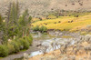 Yellowstone National Park, Wyoming, USA Pebble Creek landscape in the Lamar Valley with bison herd grazing in the distance Poster Print by Janet Horton (24 x 18) # US51JHO0095