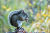 USA, Colorado, Indian Peaks Wilderness Red squirrel eating pine cone Credit as: Cathy & Gordon Illg / Jaynes Gallery Poster Print by Jaynes Gallery (24 x 18) # US06BJY1579