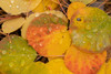 USA, Colorado, Gunnison National Forest Raindrops on fallen autumn aspen leaves Credit as: Don Grall / Jaynes Gallery Poster Print by Jaynes Gallery (24 x 18) # US06BJY1496