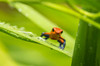 Costa Rica, Sarapique River Valley Strawberry poison dart frog on plant Credit as: Cathy & Gordon Illg / Jaynes Gallery Poster Print by Jaynes Gallery (24 x 18) # SA22BJY0279