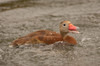 Houston, Texas, USA Black-bellied whistling duck (Dendrocygna autumnalis) swimming with an open beak quacking in an urban lake Poster Print by Janet Horton (24 x 18) # US44JHO0009