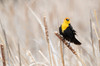 USA, Idaho, Market Lake Wildlife Management Area Yellow-headed blackbird on cattail Credit as: Don Grall / Jaynes Gallery Poster Print by Jaynes Gallery (24 x 18) # US13BJY0032