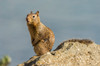 USA, California, San Luis Obispo County California ground squirrel on rock Credit as: Cathy & Gordon Illg / Jaynes Gallery Poster Print by Jaynes Gallery (24 x 18) # US05BJY1533
