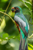 Costa Rica, La Selva Biological Research Station Slaty-tailed trogon on limb Credit as: Cathy & Gordon Illg / Jaynes Gallery Poster Print by Jaynes Gallery (18 x 24) # SA22BJY0168