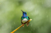 Costa Rica, Sarapiqui River Valley Male white-necked jacobin on leaf in rain Credit as: Cathy & Gordon Illg / Jaynes Gallery Poster Print by Jaynes Gallery (24 x 18) # SA22BJY0171