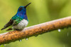 Costa Rica, Sarapiqui River Valley Male white-necked jacobin on limb in rain Credit as: Cathy & Gordon Illg / Jaynes Gallery Poster Print by Jaynes Gallery (24 x 18) # SA22BJY0173