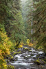 USA, Washington State, Olympic National Park Vine maples and Sol Duc River in autumn Credit as: Don Paulson / Jaynes Gallery Poster Print by Jaynes Gallery (18 x 24) # US48BJY1263