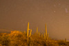 USA, Arizona, Sabino Canyon Recreation Area Saguaro cactus and stars at night Credit as: Cathy & Gordon Illg / Jaynes Gallery Poster Print by Jaynes Gallery (24 x 18) # US32BJY0473