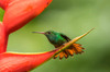 Costa Rica, Sarapiqui River Valley Rufous-tailed hummingbird on heliconia plant Credit as: Cathy & Gordon Illg / Jaynes Gallery Poster Print by Jaynes Gallery (24 x 18) # SA22BJY0167