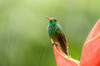 Costa Rica, Sarapiqui River Valley Rufous-tailed hummingbird on heliconia plant Credit as: Cathy & Gordon Illg / Jaynes Gallery Poster Print by Jaynes Gallery (24 x 18) # SA22BJY0169