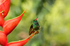 Costa Rica, Sarapiqui River Valley Rufous-tailed hummingbird on heliconia plant Credit as: Cathy & Gordon Illg / Jaynes Gallery Poster Print by Jaynes Gallery (24 x 18) # SA22BJY0184