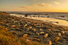 USA, California, San Luis Obispo County Northern elephant seal rookery on beach Credit as: Cathy & Gordon Illg / Jaynes Gallery Poster Print by Jaynes Gallery (24 x 18) # US05BJY1499