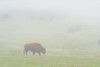 USA, Wyoming, Yellowstone National Park Bison herd grazes on foggy morning in Lamar Valley Credit as: Don Grall / Jaynes Gallery Poster Print by Jaynes Gallery (24 x 18) # US51BJY0321