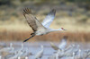 USA, New Mexico, Bosque del Apache National Wildlife Refuge Sandhill crane flying Credit as: Cathy & Gordon Illg / Jaynes Gallery Poster Print by Jaynes Gallery (24 x 18) # US32BJY0456