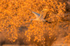 USA, New Mexico, Bosque del Apache National Wildlife Refuge Sandhill crane flying Credit as: Cathy & Gordon Illg / Jaynes Gallery Poster Print by Jaynes Gallery (24 x 18) # US32BJY0462