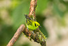 Costa Rica, La Paz River Valley Captive emerald tanager in La Paz Waterfall Garden Credit as: Cathy & Gordon Illg / Jaynes Gallery Poster Print by Jaynes Gallery (24 x 18) # SA22BJY0232