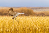 USA, New Mexico, Bosque del Apache National Wildlife Refuge Sandhill crane landing Credit as: Cathy & Gordon Illg / Jaynes Gallery Poster Print by Jaynes Gallery (24 x 18) # US32BJY0411