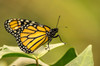 Costa Rica, La Paz River Valley Captive monarch butterfly in La Paz Waterfall Garden Credit as: Cathy & Gordon Illg / Jaynes Gallery Poster Print by Jaynes Gallery (24 x 18) # SA22BJY0249