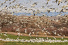 USA, New Mexico, Bosque del Apache National Wildlife Refuge Snow geese flock landing Credit as: Cathy & Gordon Illg / Jaynes Gallery Poster Print by Jaynes Gallery (24 x 18) # US32BJY0435