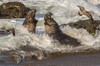 USA, California, San Luis Obispo County Northern elephant seal males fighting in surf Credit as: Cathy & Gordon Illg / Jaynes Gallery Poster Print by Jaynes Gallery (24 x 18) # US05BJY1486