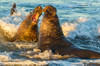 USA, California, San Luis Obispo County Northern elephant seal males fighting in surf Credit as: Cathy & Gordon Illg / Jaynes Gallery Poster Print by Jaynes Gallery (24 x 18) # US05BJY1488