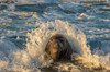 USA, California, San Luis Obispo County Northern elephant seal male and crashing wave Credit as: Cathy & Gordon Illg / Jaynes Gallery Poster Print by Jaynes Gallery (24 x 18) # US05BJY1490