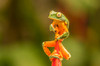 Costa Rica, La Paz River Valley, La Paz Waterfall Garden Captive splendid leaf frog on heliconia Credit as: Cathy & Gordon Illg / Jaynes Gallery Poster Print by Jaynes Gallery (24 x 18) # SA22BJY0139