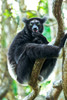 Africa, Madagascar, Lake Ampitabe, Akanin'ny nofy Reserve Indri, the largest lemur sitting on a twining vine This individual has a darker coat than some Poster Print by Ellen Goff (18 x 24) # AF24EGO0246