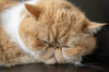 Portrait of a sleeping purebred exotic shorthair domestic cat The exotic shorthair is a breed of cat developed to be a short-haired version of the Persian (PR) Poster Print by Janet Horton (24 x 18) # US48JHO1322