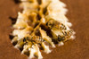 Maple Valley, Washington State, USA Honeybees on beeswax on the lid of a starter beehive The wax is formed by worker bees, which secrete it from eight wax-producing mirror glands Poster Print by Janet Horton (24 x 18) # US48JHO1266