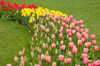 Mount Vernon, Washington State, USA Curved row of tulips and daffodils, with foreground of Pink Impression tulips, middle ground of Standard Value daffodils, and rear of Red Impression tulips Poster Print by Janet Horton (24 x 18) # US48JHO1195