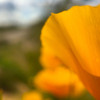 Poppy Poster Print by Popcorn Popcorn # WJTFLO00148
