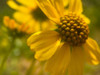 Wildflowers Nostalgia I Poster Print by Popcorn Popcorn # WJTFLO00145