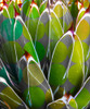 Moods Agave I Poster Print by William Tenoever # WJTABS00128