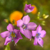 Purple Flower Blue Anthers I a Poster Print by Popcorn Popcorn # WJTFLO00132