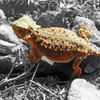 Horned Toad B-W c Poster Print by Popcorn Popcorn # WJTANI00048