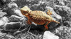 Horned Toad B-W a Poster Print by Popcorn Popcorn # WJTANI00045