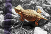 Horned Toad B-W Purple Stripe Poster Print by Popcorn Popcorn # WJTANI00047