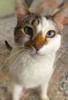 Gato Poster Print by Popcorn Popcorn # WJTANI00049