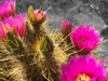Hedgehog Bloom III B-W Poster Print by Popcorn Popcorn # WJTABS00100