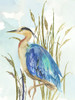Little Blue Heron Poster Print by Aimee Wilson # WL377A