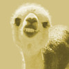 Alpaca Yellow Poster Print by Popcorn Popcorn # WJTABS00081