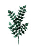 Cedar Green Poster Poster Print by Urban Road Urban Road # URP111