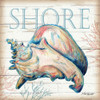 Shore Shell Poster Print by Todd Williams # TWM407