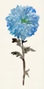 Flourishing Floral I  Poster Print by Stellar Design Studio Stellar Design Studio # TV048A