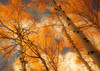 Towering Aspens Poster Print by Don Schwartz # SS043A